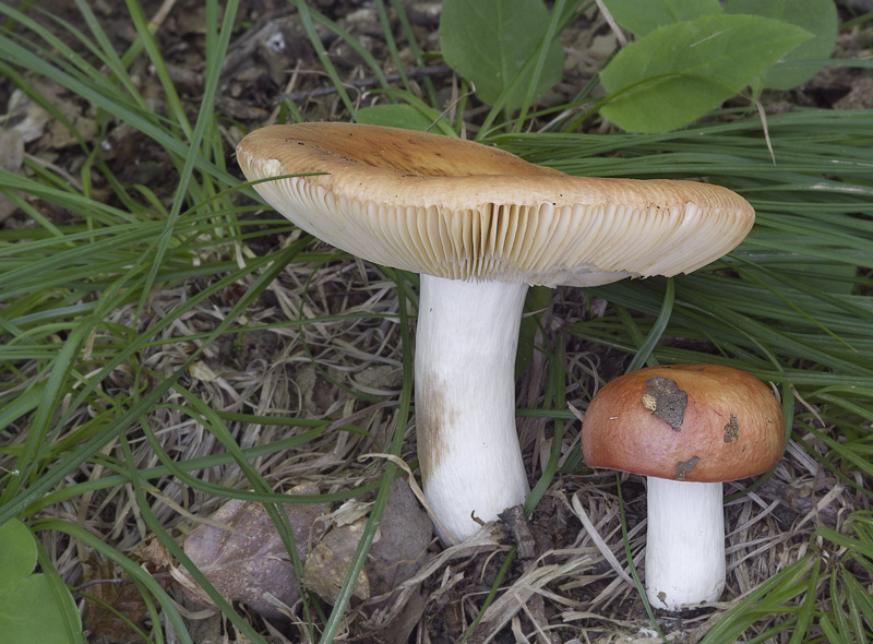 Russula maculata